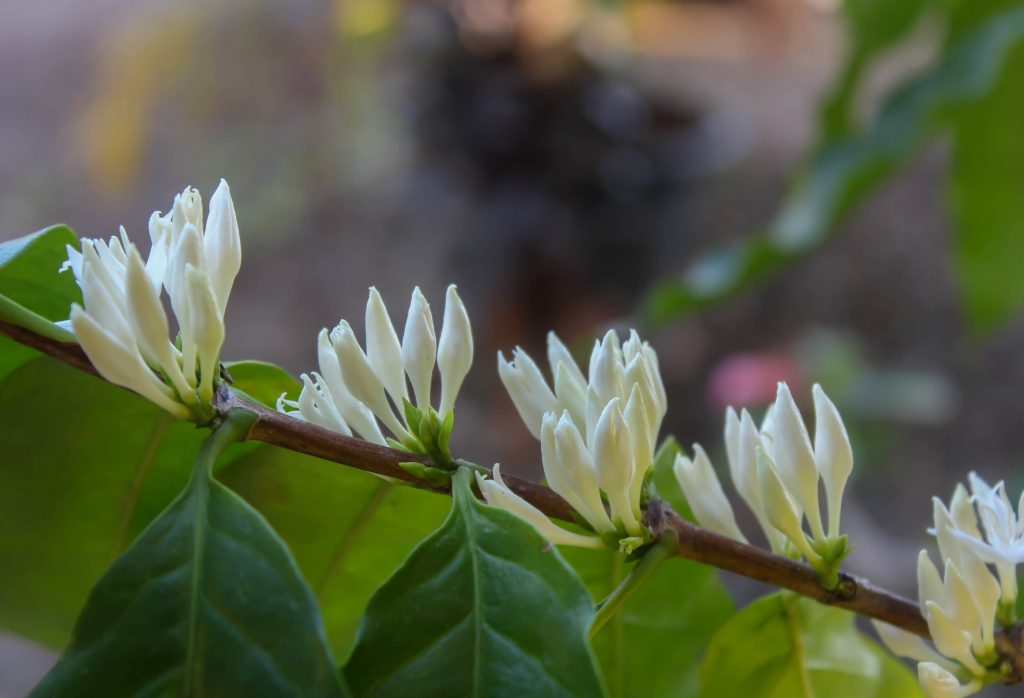 O fósforo contribui para maior pegamento da florada - Crédito Shutterstock