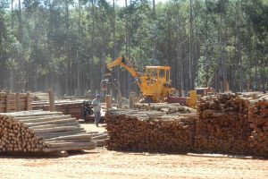 O estudo de mercado é o fator que mais contribui para o sucesso do negócio florestal - Crédito Luize Hess