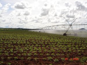  O tipo rasteiro é a principal matéria-prima para a indústria de molhos e derivados - Crédito Hellen Geórgia