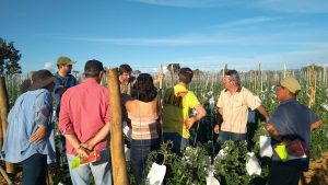 Equipe Tomatecem  treinamento a um novo grupo de produtores na região de Baldim e Jaboticatubas  - Crédito Agrocinco