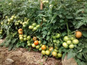 A eficiência na produtividade e o cuidado com o ambiente de cultivo são essenciais