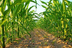 Os indutores de resistência tornam as plantas mais resistentes a doenças e pragas