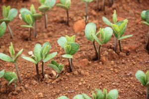 A demanda por N aumenta proporcionalmente ao crescimento da planta - Crédito Luize Hess