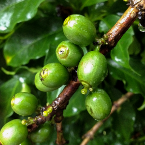  Broca-do-café atacando o fruto - Crédito Koppert