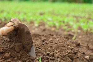  O ideal é realizar a coleta das amostras de solo três a quatro meses antes do plantio