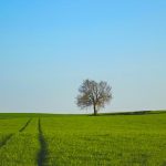 Revista Campo e Negócios