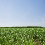 Revista Campo e Negócios