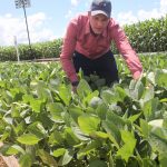 Marlon Denez, líder de treinamentos do Intacta 2 Xtend® - Revista Campo e Negócios