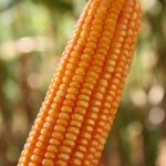 Novas variedades de milho híbrido chegam no mercado brasileiro