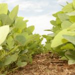 Pesquisadores aprovam o projeto agricultura