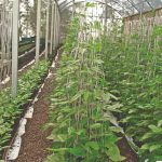 Critérios para um cultivo bem-sucedido para o maracujá