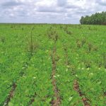 Manejo de resistência e o uso de herbicidas em pré-emergência