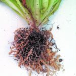 Produtos biológicos controla nematoides em alface