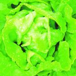 Nutrição eficiente pela adubação foliar