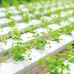 Hidroponia é a melhor opção para cultivar coentros