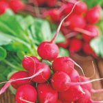 Como obter sucesso no cultivo de rabanete?