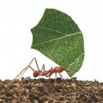 Controle das Formigas cortadeiras na agricultura orgânica