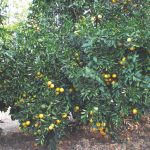 Ataque fatal aos pomares citrícolas de Gomose de phytophthora