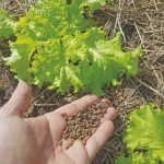O uso de organominerais é tendência no cultivo de hortaliças
