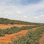 A renovação de cafeeiros em áreas contaminadas