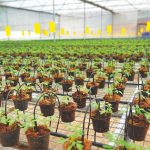 Mais produtividade para o tomateiro com a nutrirrigação