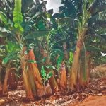 Vantagens do fertilizante organomineral para frutíferas