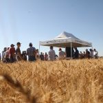 Tecnologias para aumentar a produção de trigo no Cerrado