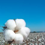 Startup Receituário Agronômico Siagri participa de área de inovação