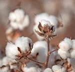 Algodão brasileiro bate novo recorde no mercado internacional