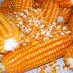 Novas variedades de milho híbrido chega no mercado brasileiro