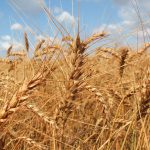 Limites da micotoxina no trigo estão mais rígidos