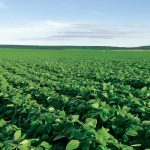 Rentabilidade ao produtor e demanda colocam agricultura na era digital