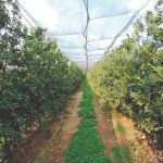 Cultivo sob telas antigranizo das maçãs