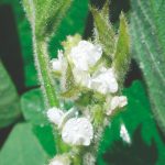 Qual o valor de uma flor de soja?