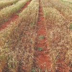 Bactéria ainda desconhecida destrói lavouras de trigo