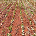 Eficiência no controle de fusarium em feijão
