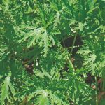Nematicida orgânico para hortaliças