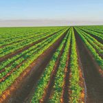 Como garantir uma boa produtividade das cenouras?