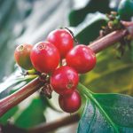 Nutrição na dose certa para o cafeeiro