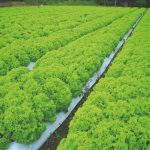 Controle eficiente de pectobacterium em alface com Mulching