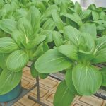 As vantagens do cultivo de acelga em estufas