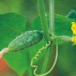 O minipepino ainda é pouco explorado