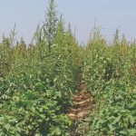 Os desafios do manejo de resistência de Plantas daninha