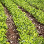 Meio ambiente, produtividade e fertilizantes