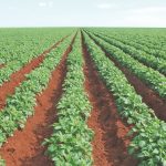 Calcário favorece enraizamento da batata