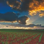 1ª etapa de um canavial com longevidade e altas produtividades