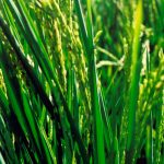BASF apresenta novo sistema produtivo