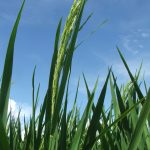 Estudo constata que Japão é o maior usuário de defensivo agrícola