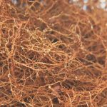 Alerta para os nematoides em soja