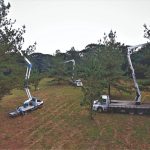 A importância de garantir a qualidade do material genético do Pinus